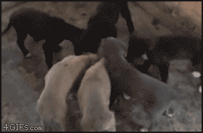 animales graciosos 7