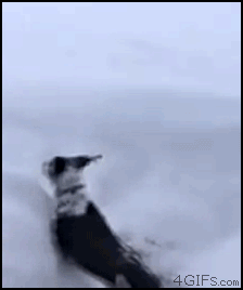 animales graciosos 8
