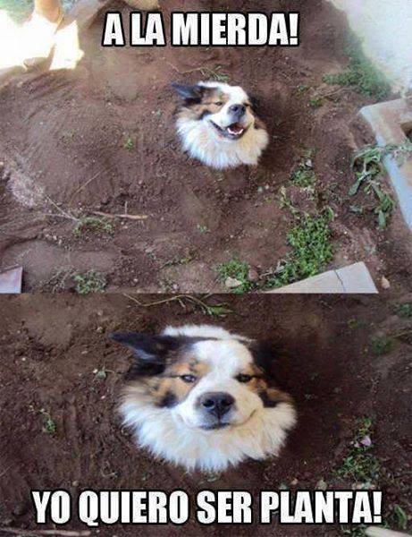 perros traviesos 10