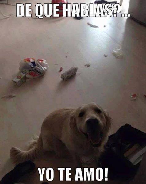 perros traviesos 11
