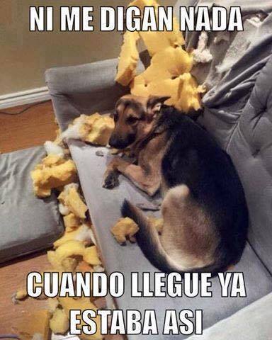 perros traviesos 3