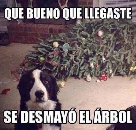 perros traviesos 6