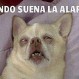 Geniales memes para quienes padecen la “tortura” de levantarse temprano
