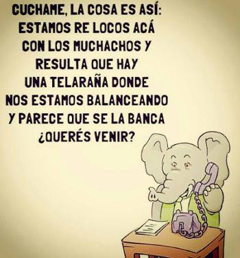 elefantes 7