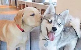 Divertidas situaciones que muestran el “amor en los tiempos del meme”