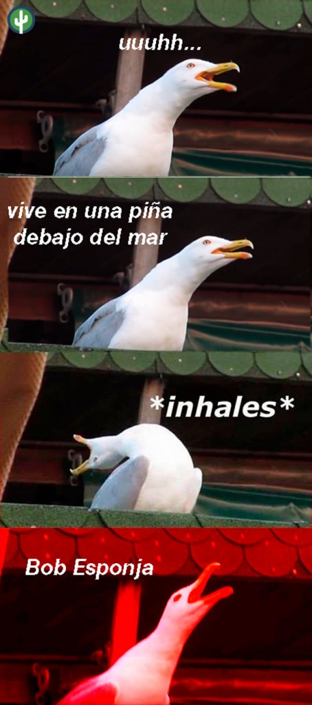 memes gaviota 1