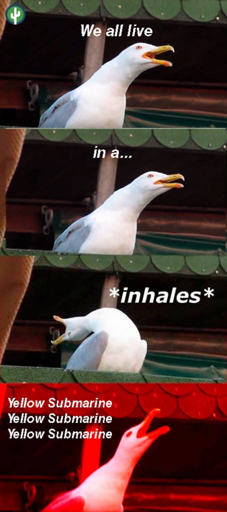 memes gaviota 2