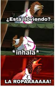 memes gaviota 5