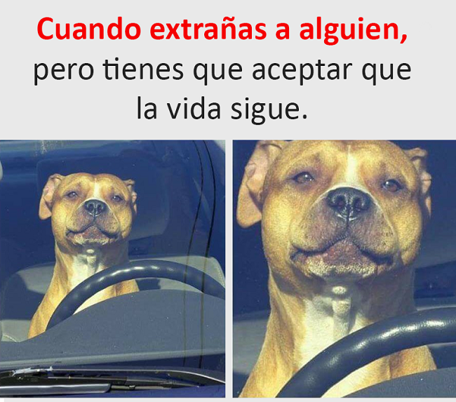memes perros 1