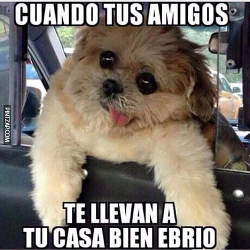 memes perros 10