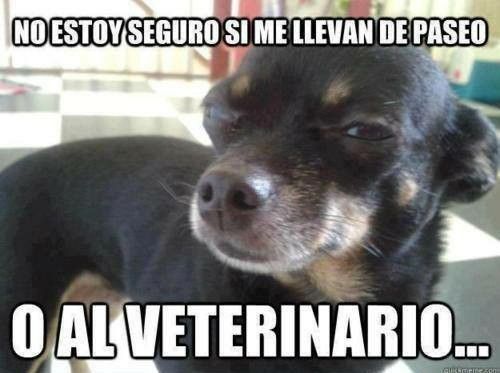 memes perros 11