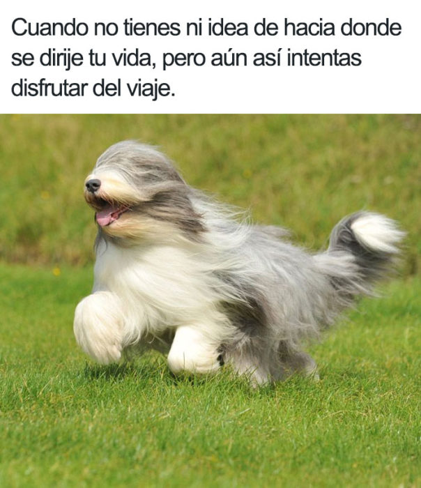 memes perros 12