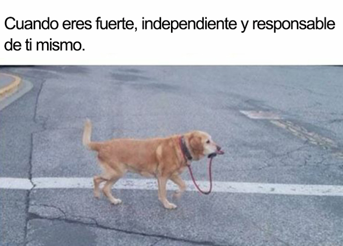 memes perros 14