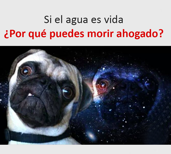 memes perros 2