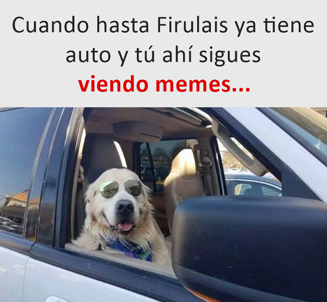 memes perros 3