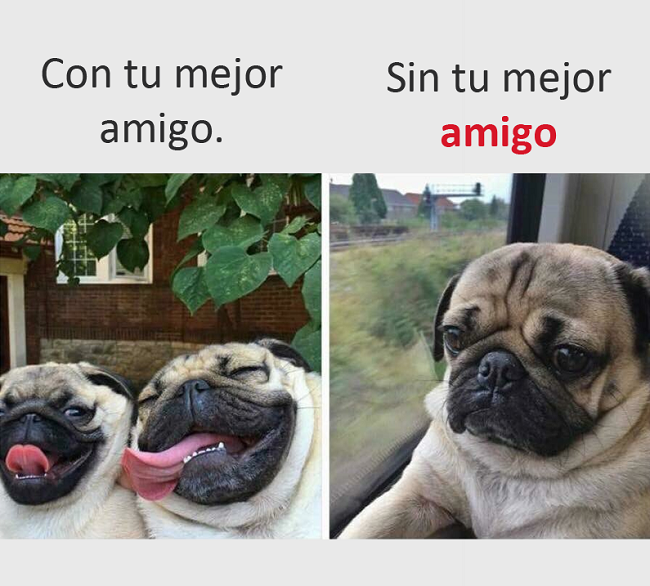 memes perros 4