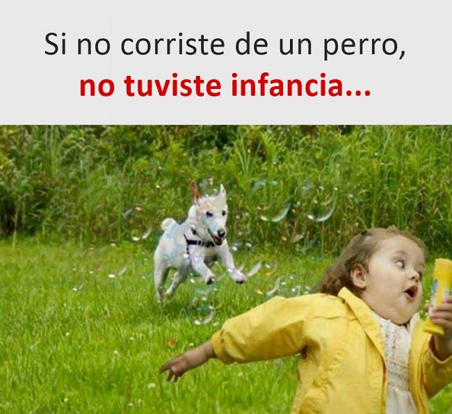 memes perros 5