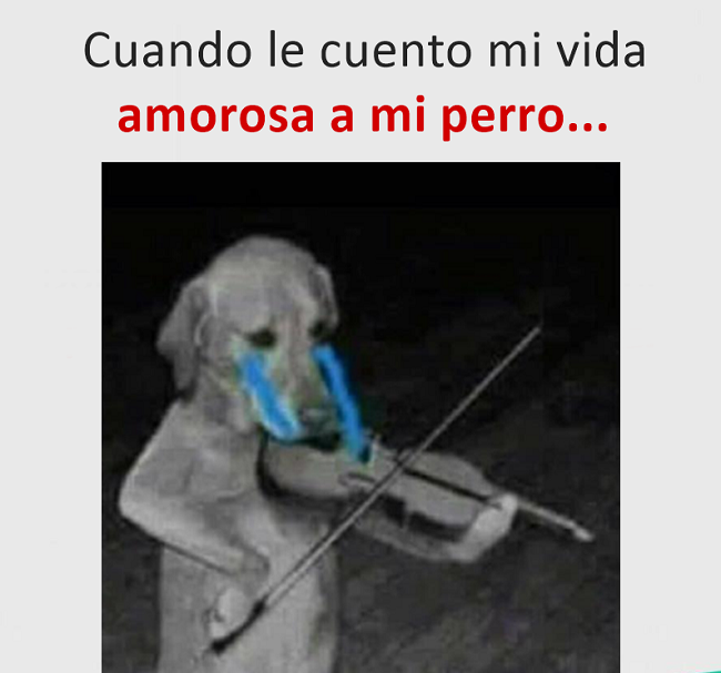 memes perros 5