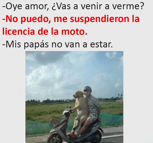 memes perros 6