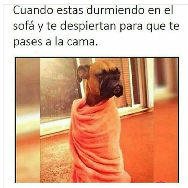 memes perros 8