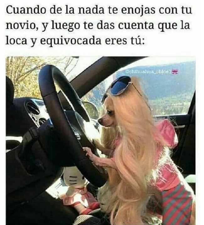 memes perros
