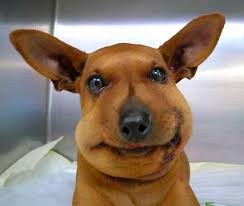 meme perros 2