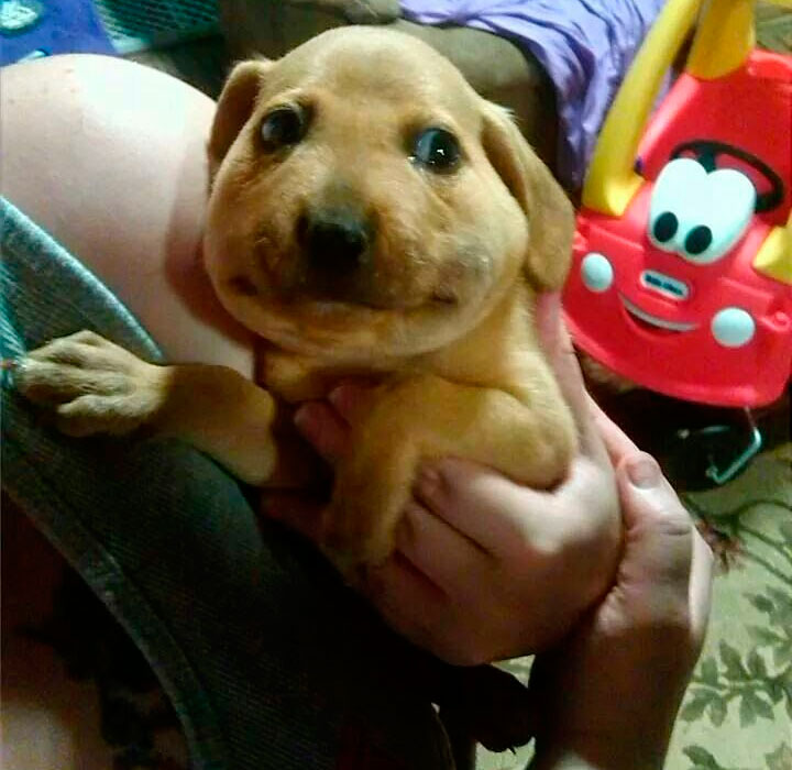 meme perros 3