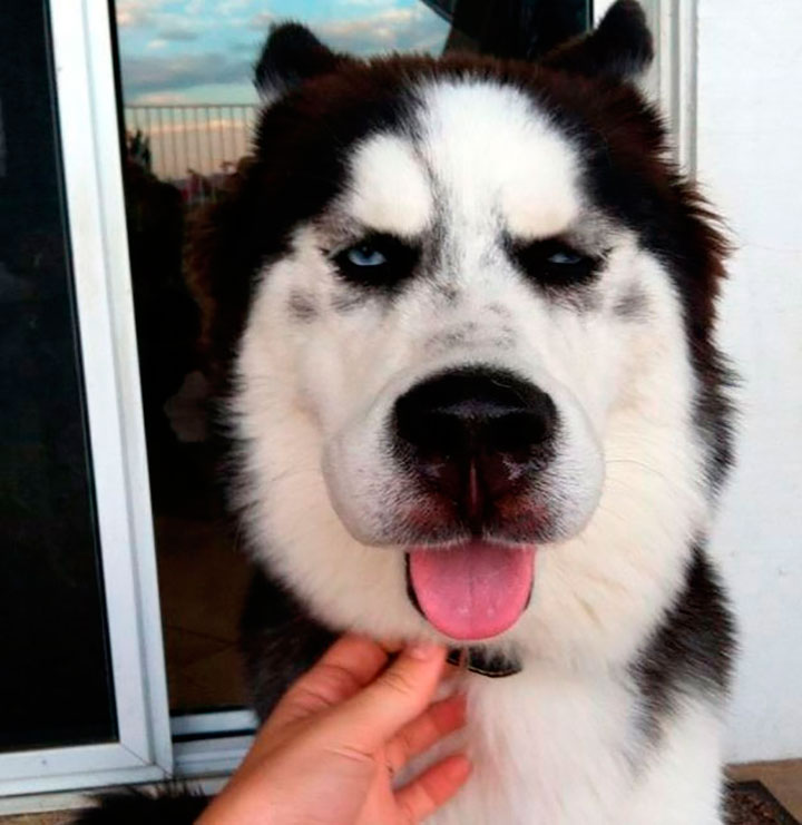 meme perros 8
