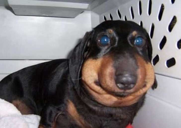 meme perros 9