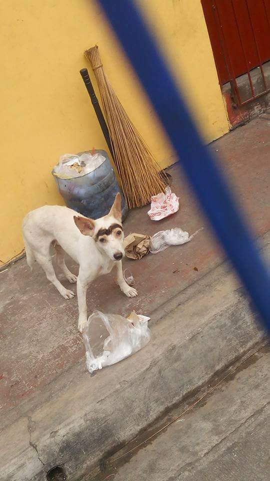 perros con cejas 5