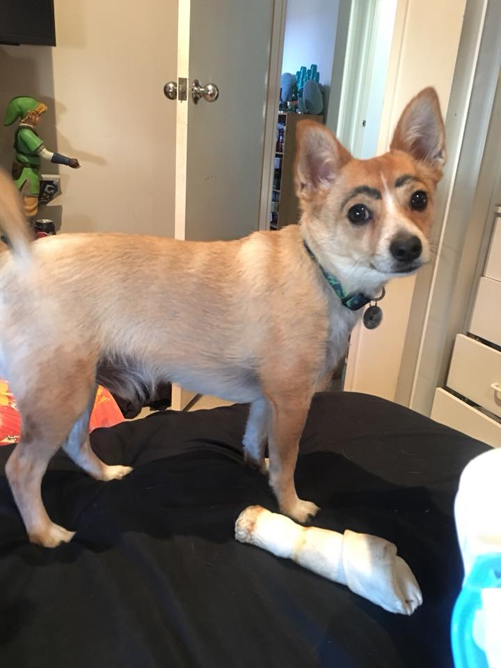 perros con cejas 6