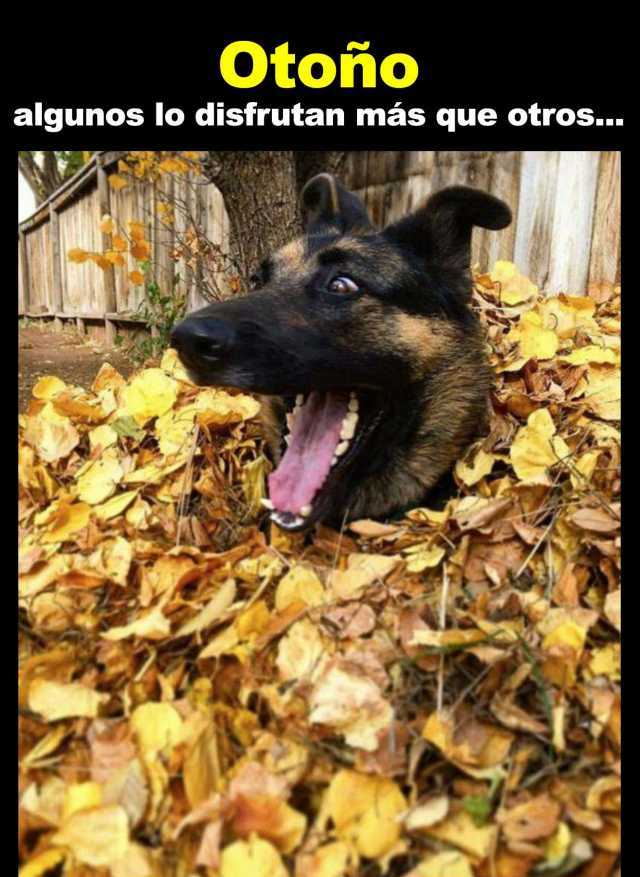 chistes otoño