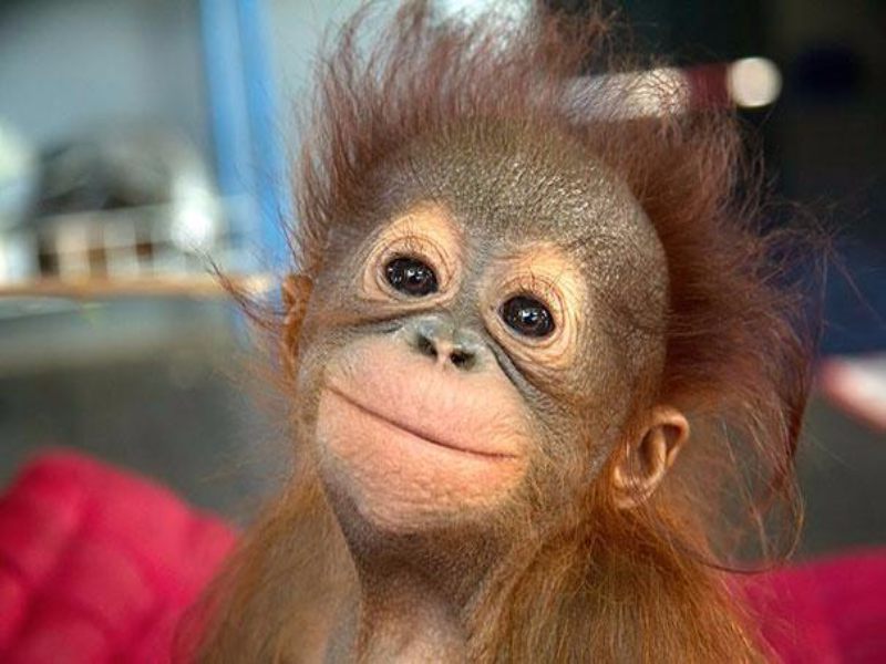 monito