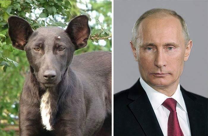animales y personas 14