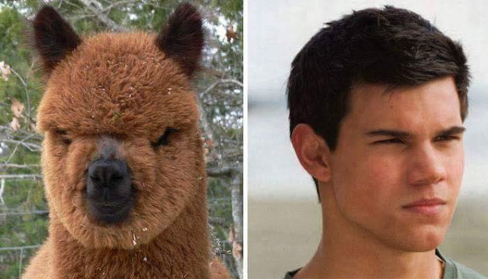 animales y personas 7