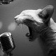 El gato que canta: Felino sorprende a turistas al entonar sus propios maullidos