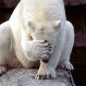 Oso sediento se da la gran vida: Se bañó en un jacuzzi y bebió tequila margarita