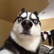 Un perro es el nuevo furor en Google Maps gracias a extraña foto