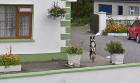 perro google maps