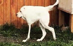 15 fotos inexplicables de perros que supuestamente “posaron” para las cámaras: ¿Cómo se entiende esto?