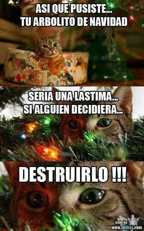 gatos