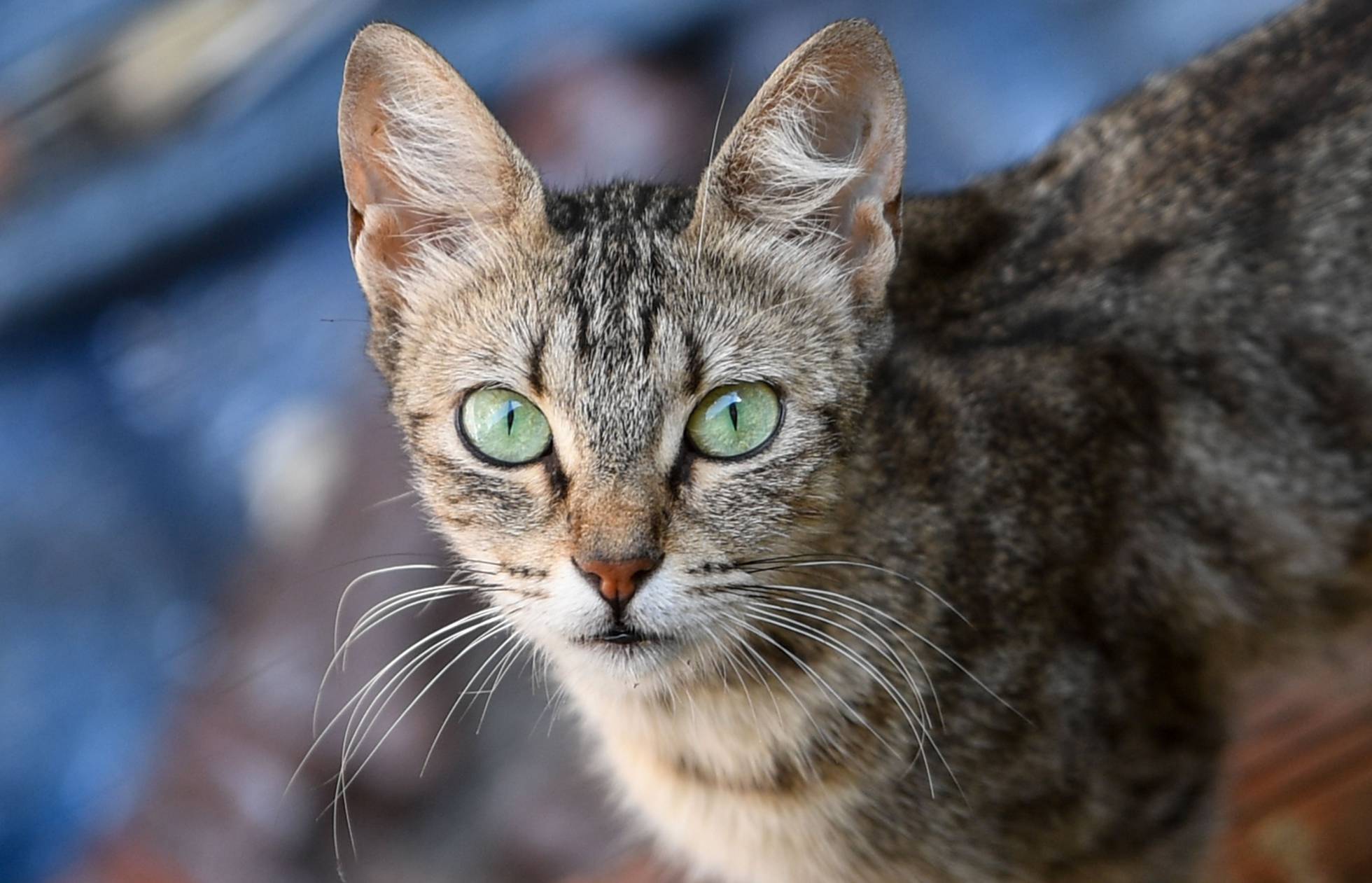 Los gatos no son bienvenidos en Omaui, Nueva Zelanda.