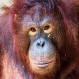 El aberrante caso de Pony, la orangután que fue esclava sexual por años en un prostíbulo indonesio