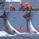 Japón sorprende al mundo y anuncia que reanudará caza de ballenas con fines comerciales