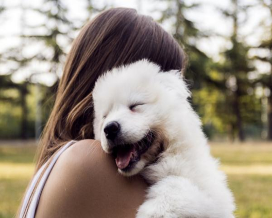 Para los españoles los animales son seres muy especiales que deben tener un trato similar al dado a seres humanos.