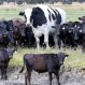 Se viraliza la imagen de un buey australiano casi tan alto como Michael Jordan