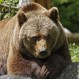 Hombre mató a oso que lo atacó y minutos antes había terminado con la vida de su esposa e hija