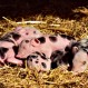 Campesinos horrorizados: Cabra dio a luz raro animal “mitad hombre, mitad cerdo”