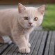 Gato escapista es captado en video y la red lo viraliza: Posee casi cuatro millones de visualizaciones
