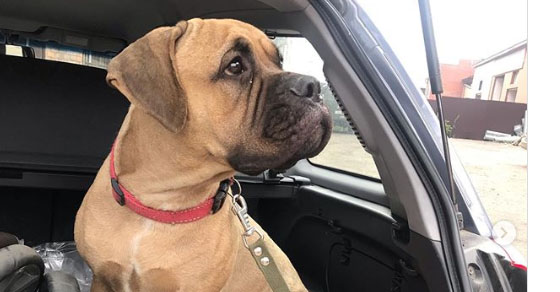 Perrita